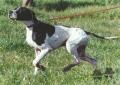 Pedigree FRAY  DU RIOU DE LA CUVE Pedigree FRAY  DU RIOU DE LA CUVE